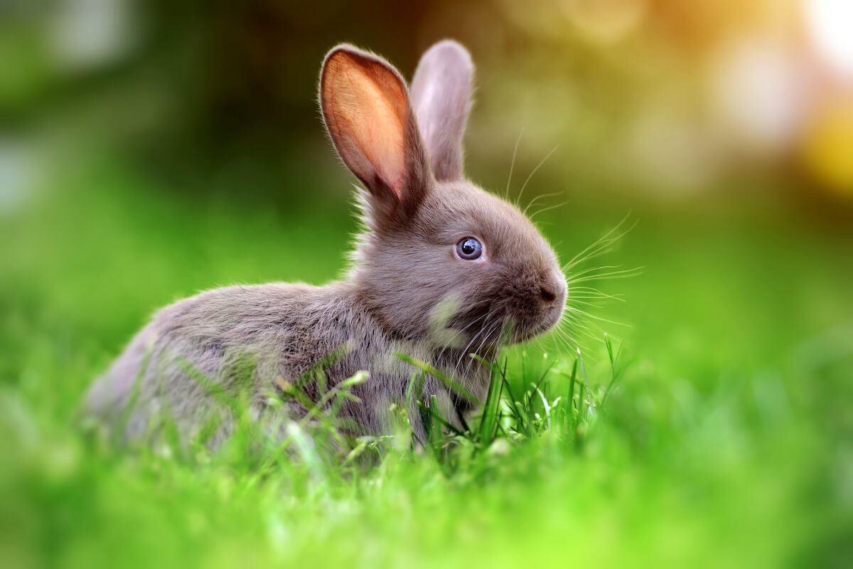 About Us - Bristol Bunny Boarding