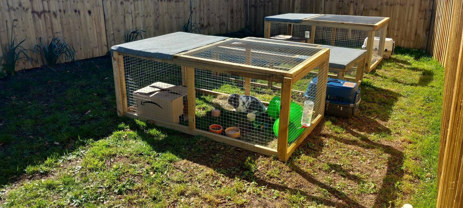 Bunny Boarding Near Me Find a Reputable Bunny Sitter